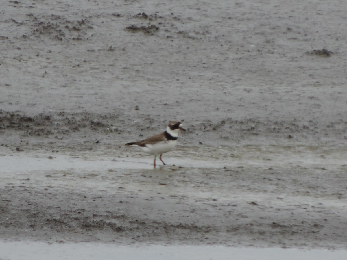Semipalmated Plover - ML96893671