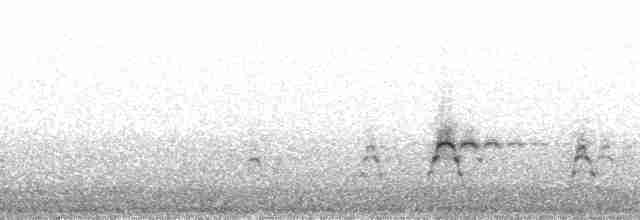 Сула жовтодзьоба - ML96895