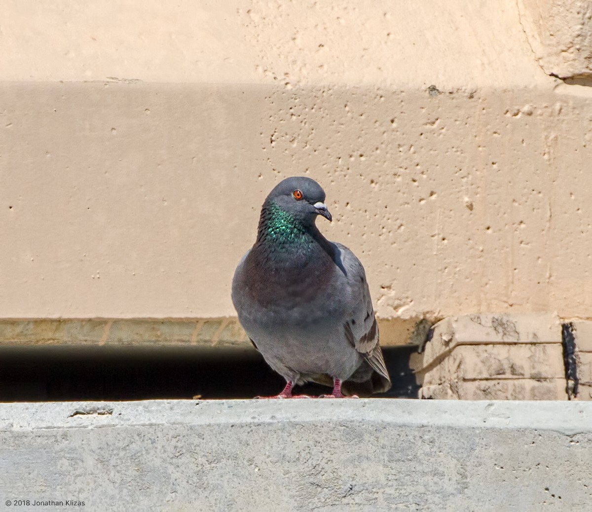 Rock Pigeon (Feral Pigeon) - Jonathan Klizas
