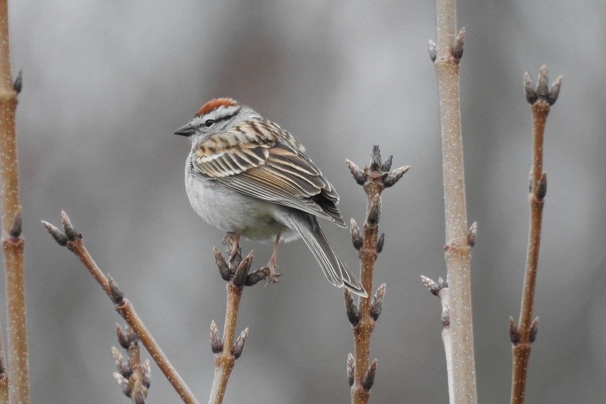 Chipping Sparrow - Sean MInnick