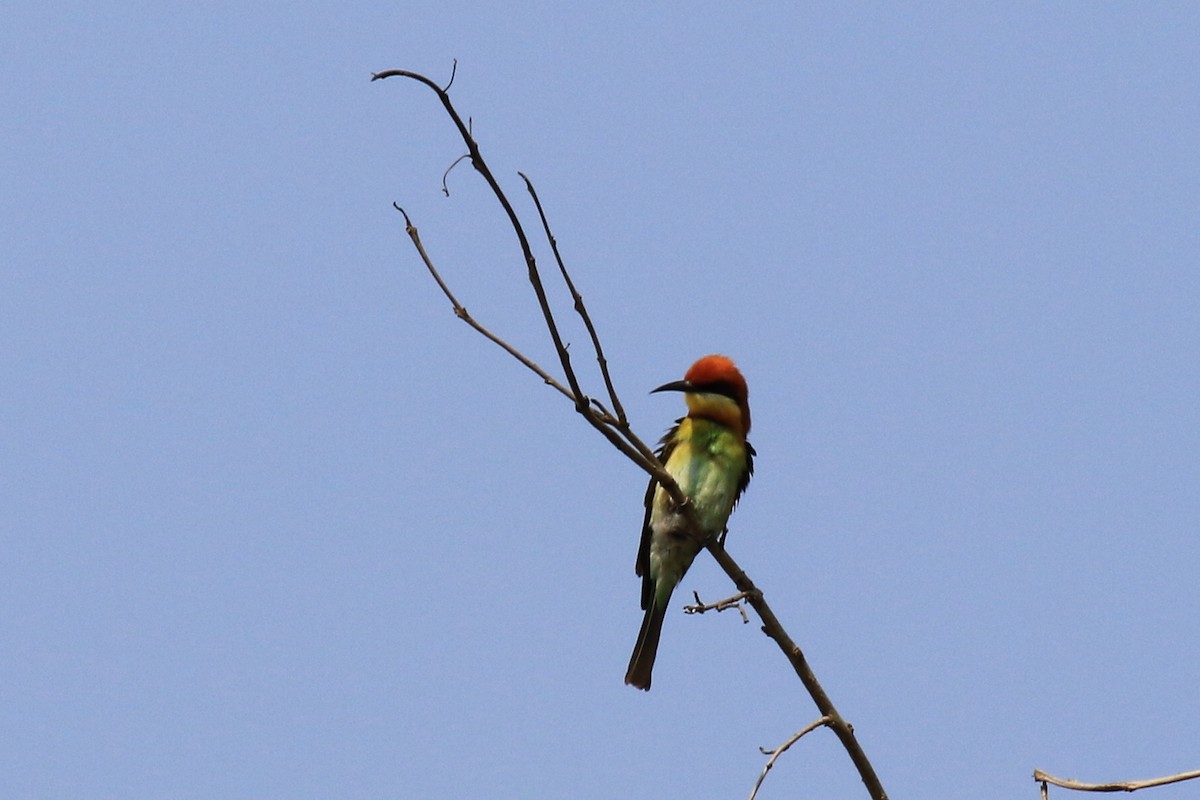Chestnut-headed Bee-eater - ML96896811