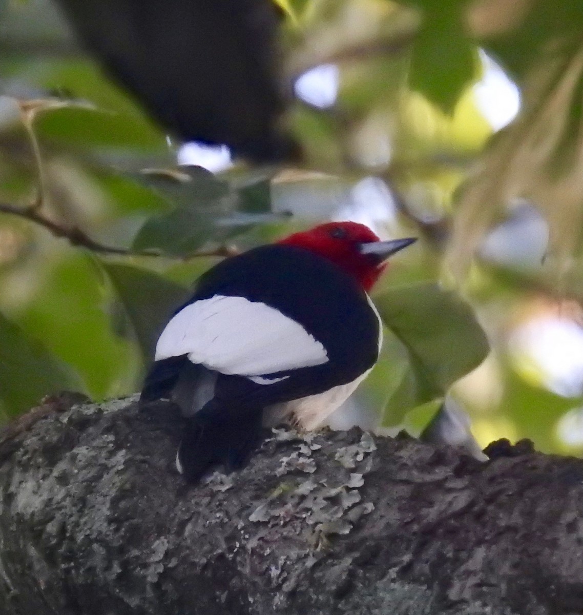 Red-headed Woodpecker - ML96898391