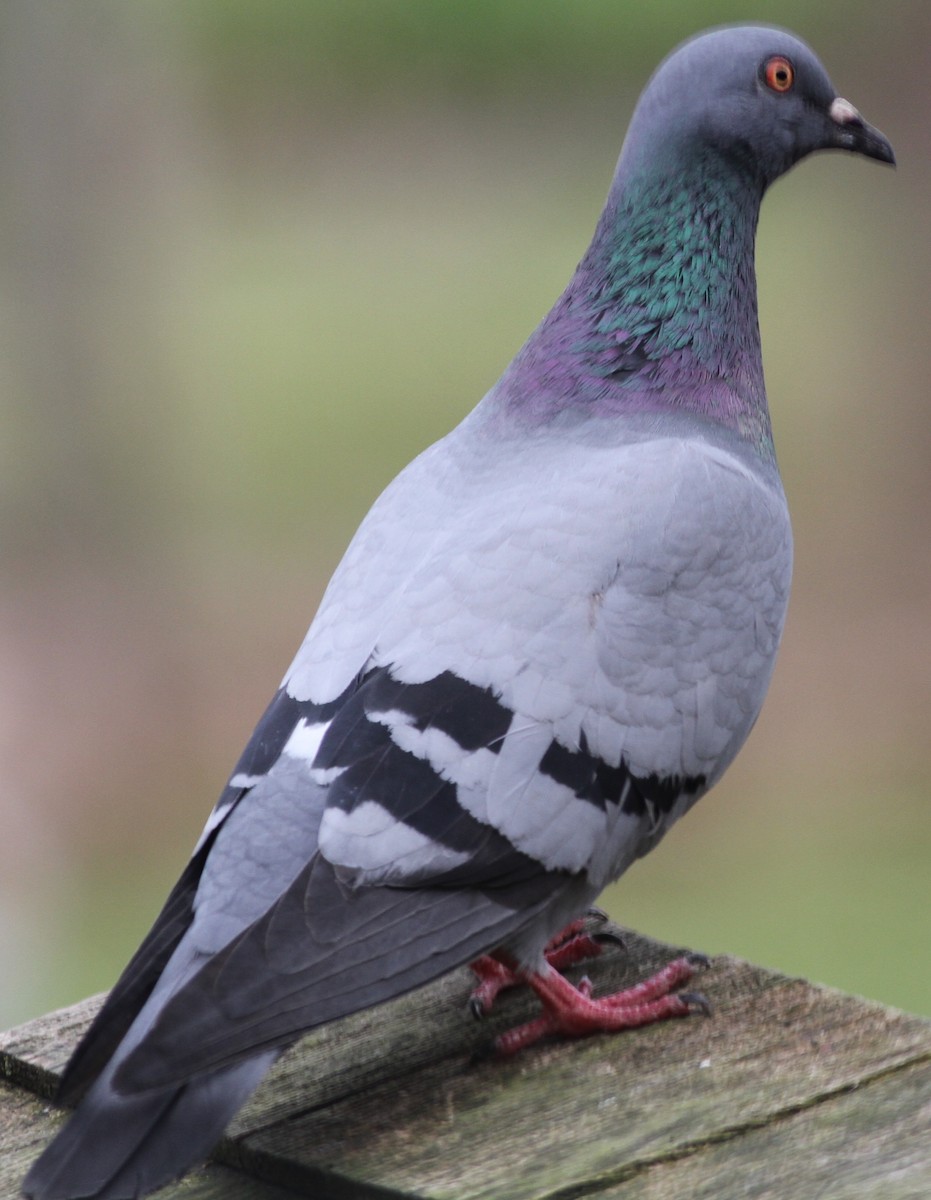 Rock Pigeon (Feral Pigeon) - Tom Schmidt
