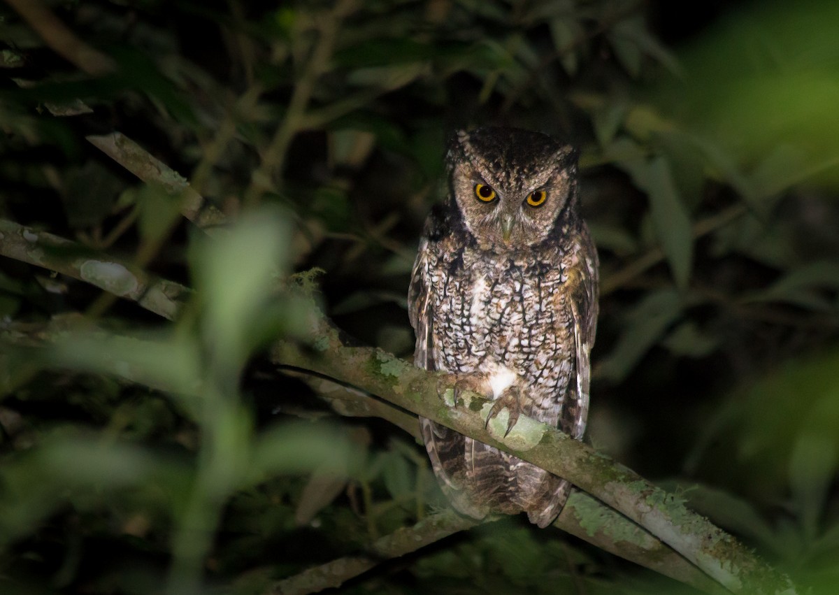 Long-tufted Screech-Owl - ML96900291