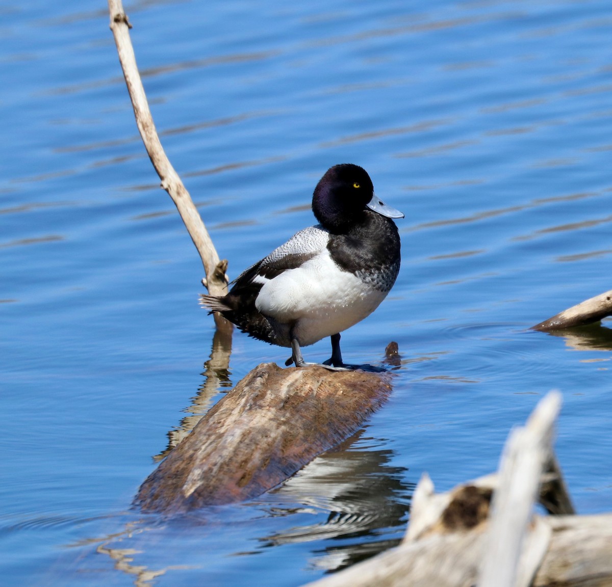 Greater Scaup - Thomas Riley