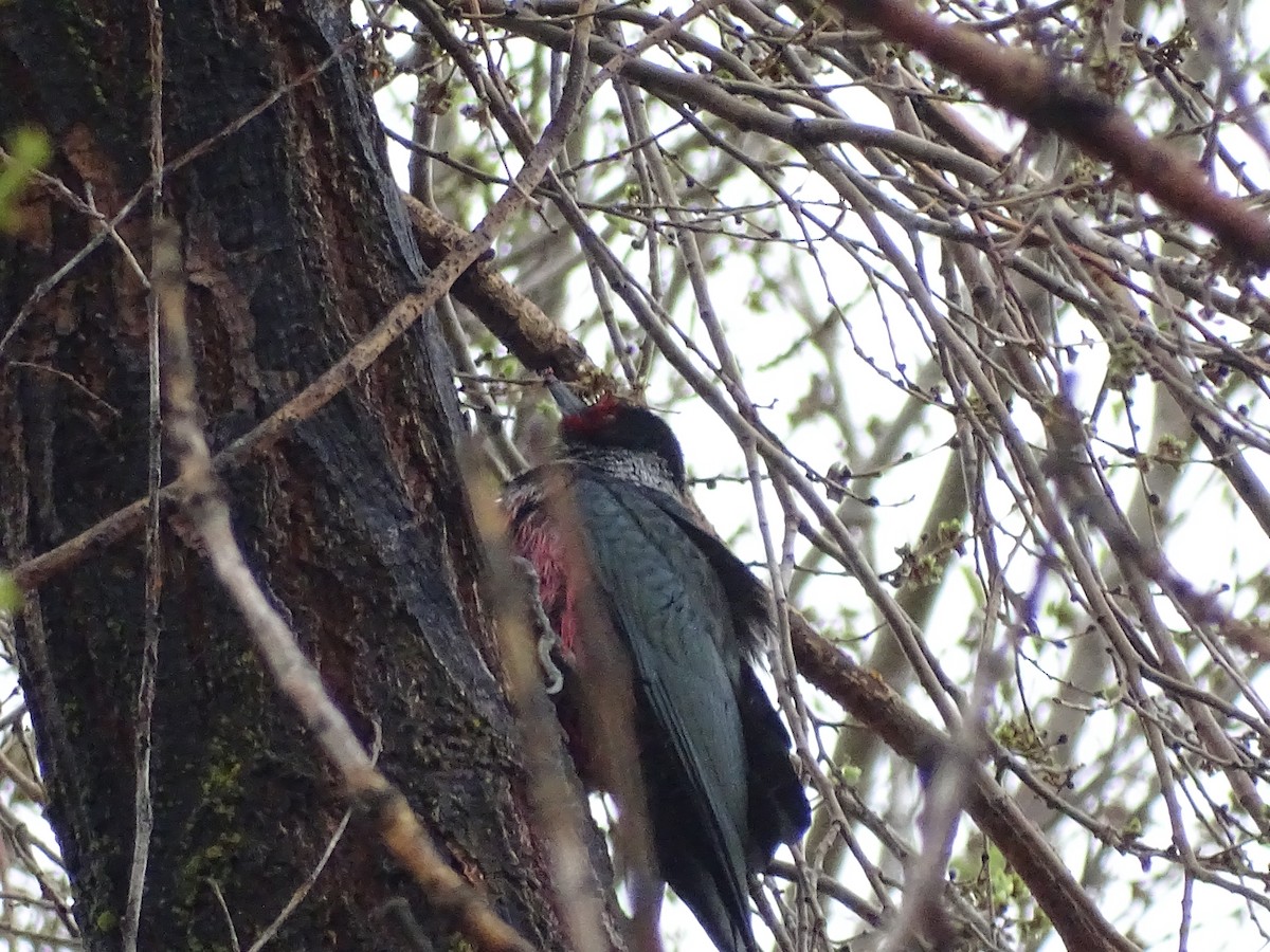 Lewis's Woodpecker - ML96901921