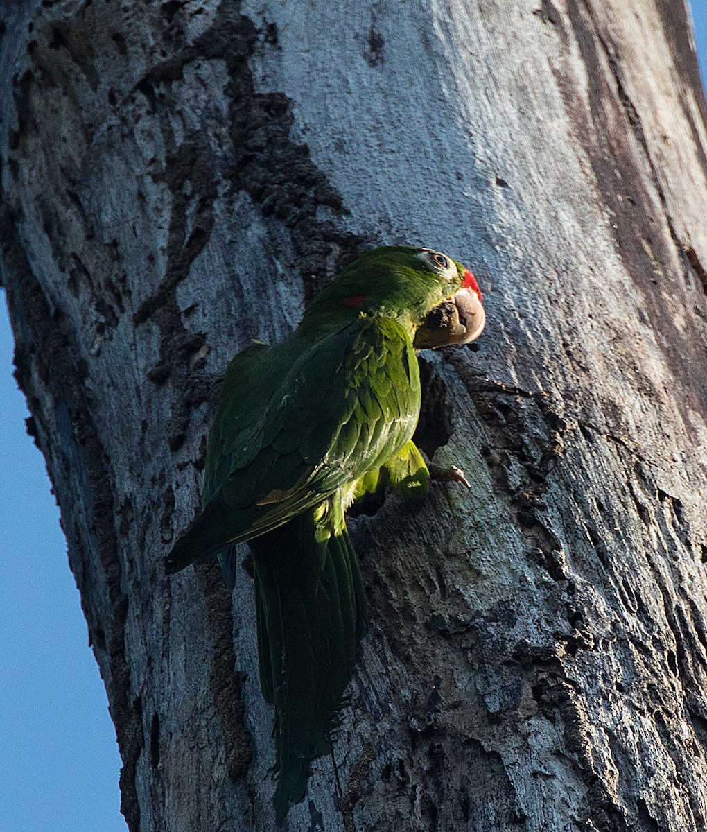 Crimson-fronted Parakeet - Anonymous