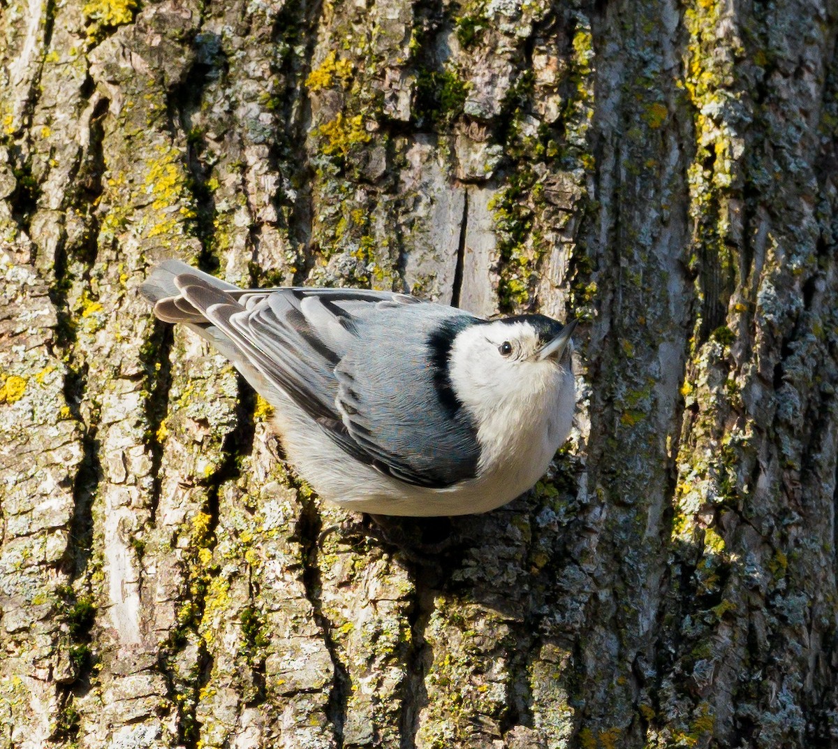 White-breasted Nuthatch - Mike Bailey