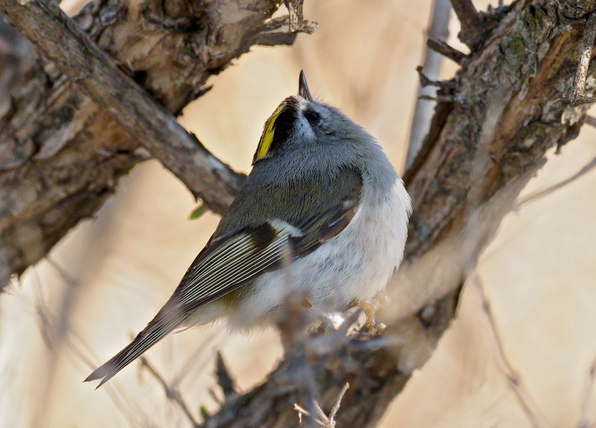 Golden-crowned Kinglet - Mike Bailey
