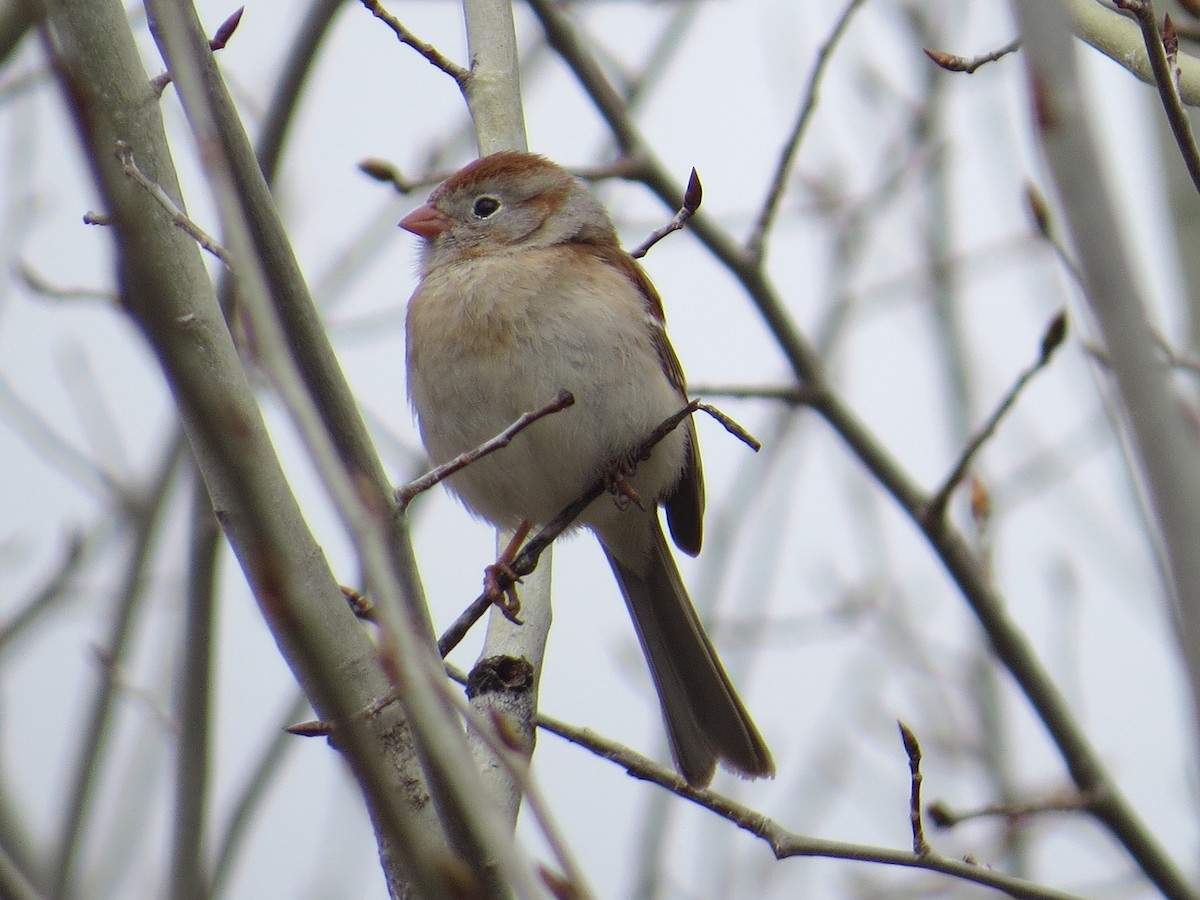 Field Sparrow - ML96905121