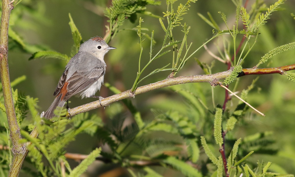 Lucy's Warbler - ML96905401