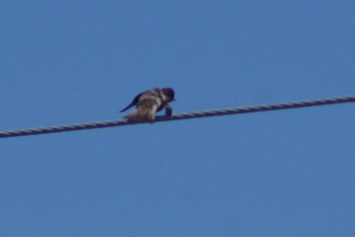 Northern Rough-winged Swallow - ML96907941