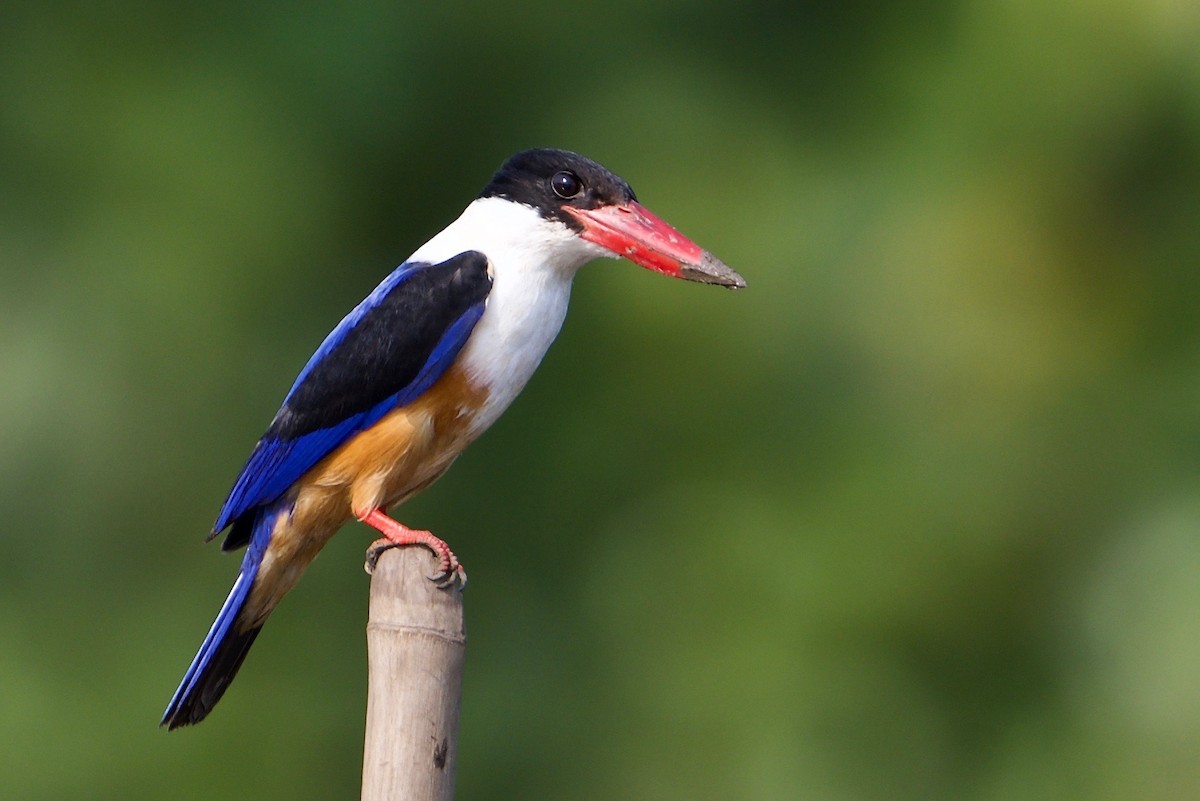 Black-capped Kingfisher - Snehasis Sinha