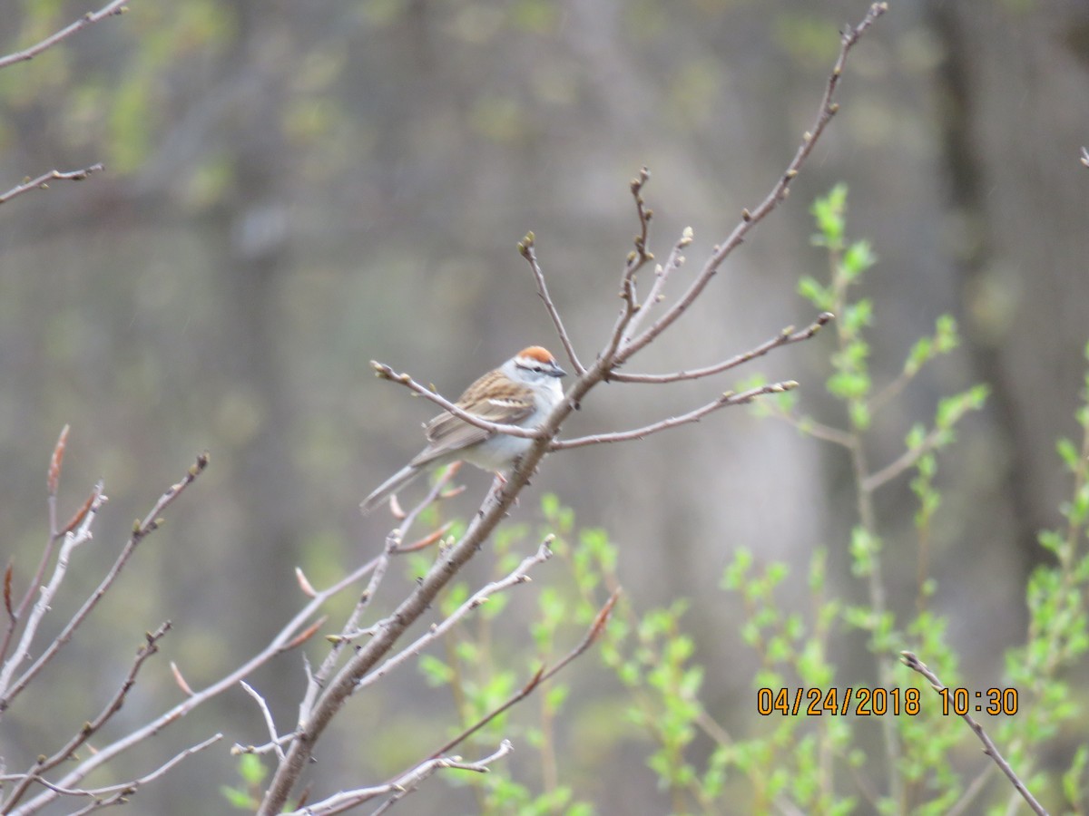 Chipping Sparrow - ML96910211