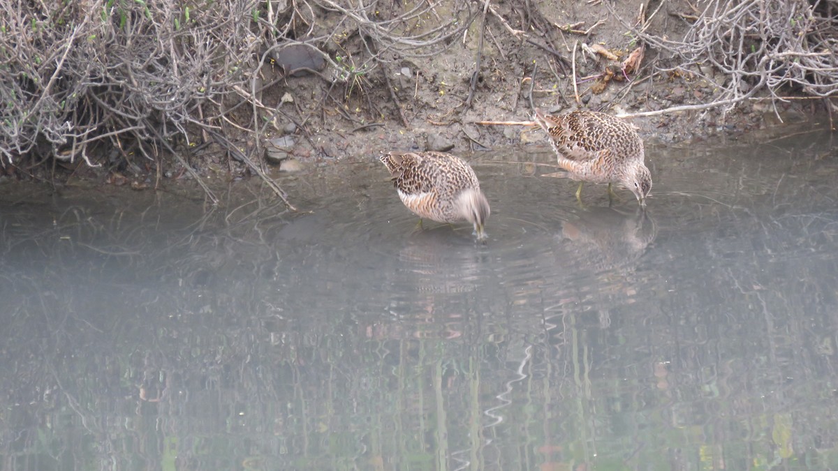 Long-billed Dowitcher - ML96910681