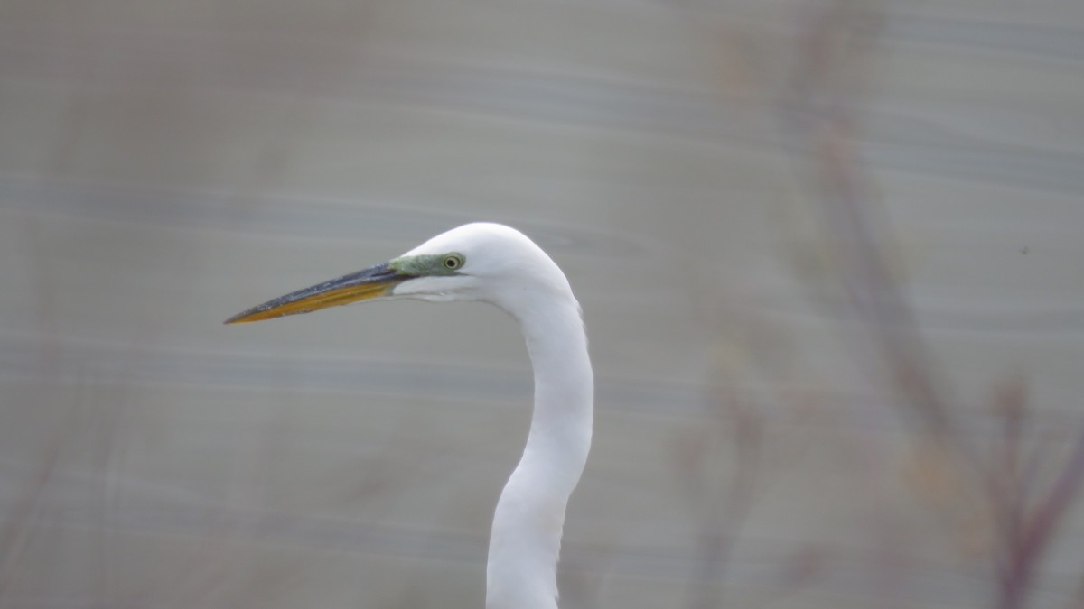 Great Egret - Mike Shafto