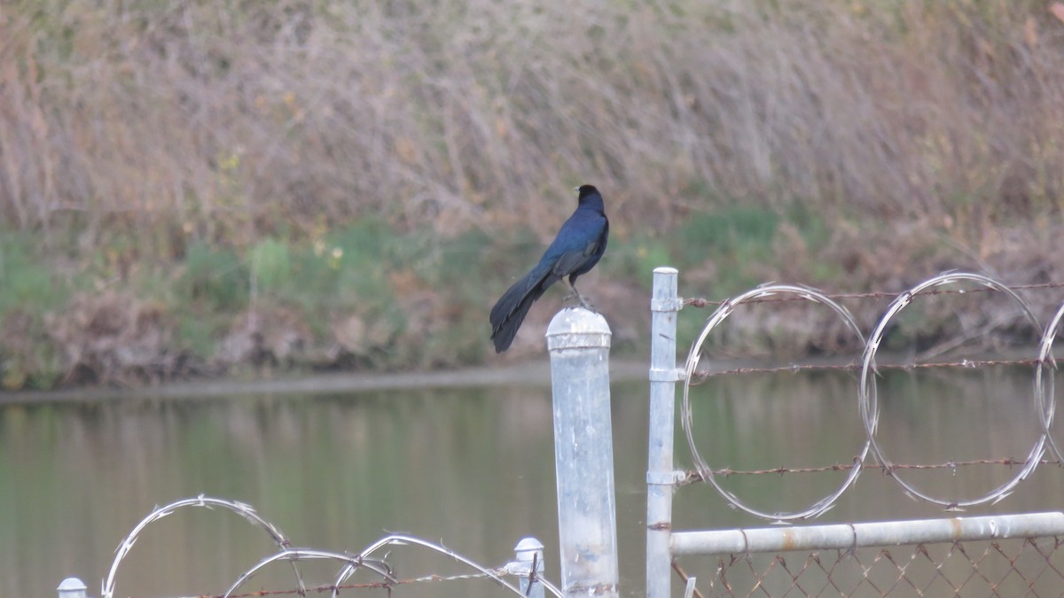 Great-tailed Grackle - ML96911231
