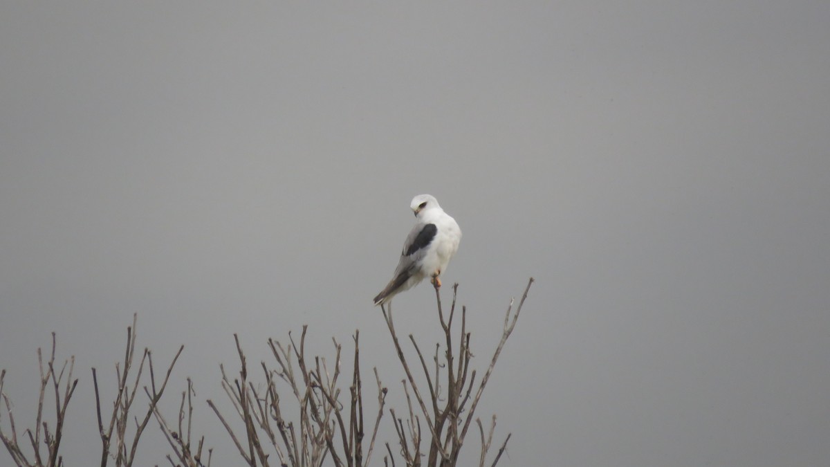 White-tailed Kite - ML96911751