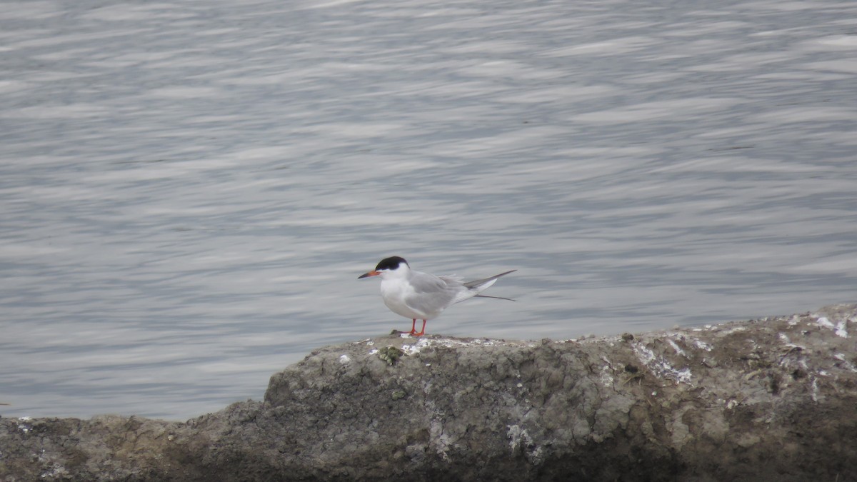 Forster's Tern - Mike Shafto