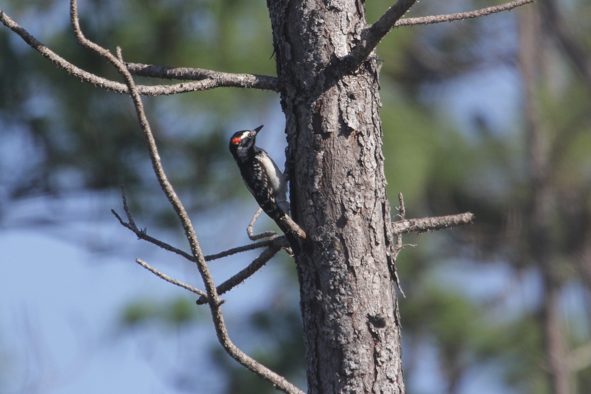 Hairy Woodpecker - John Bjorkman