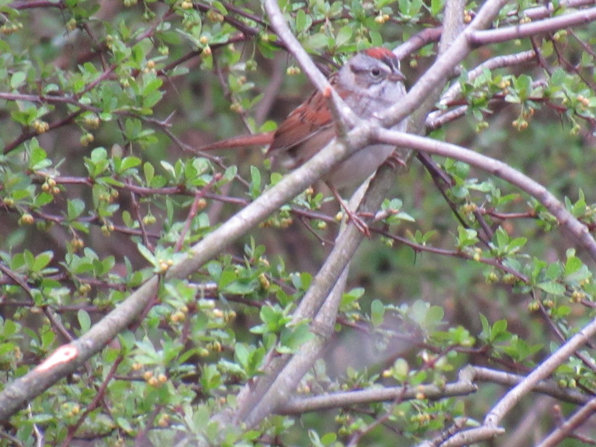 Swamp Sparrow - ML96915011