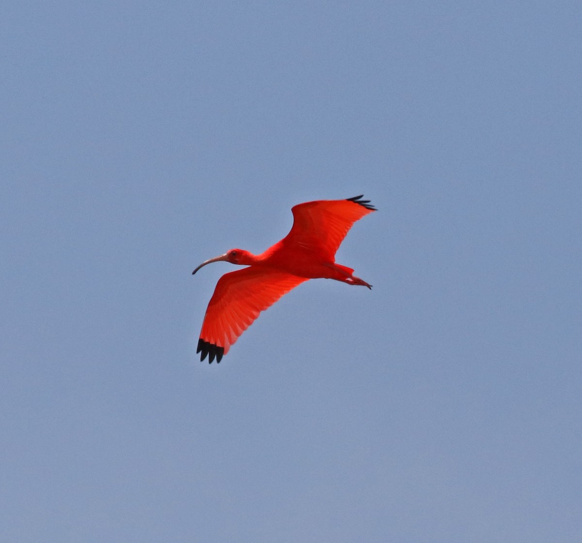 Scarlet Ibis - John Bruin
