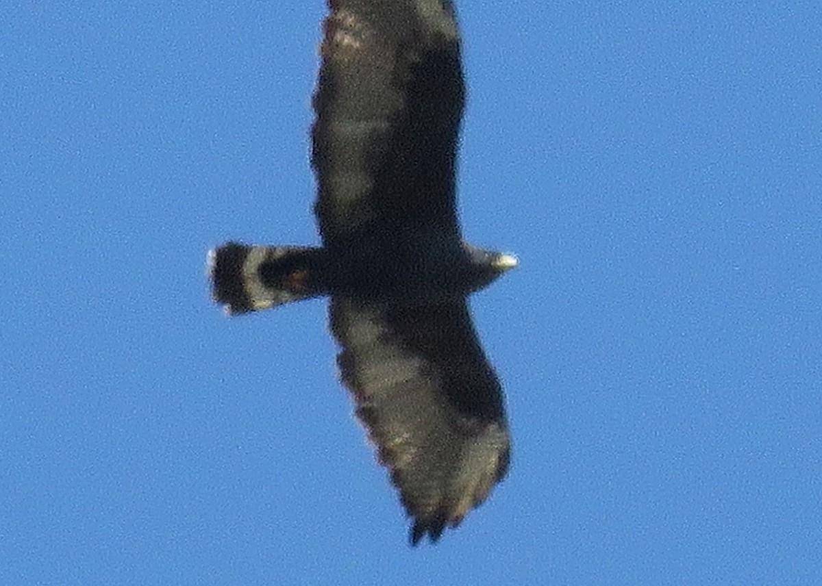 Zone-tailed Hawk - ML96916721