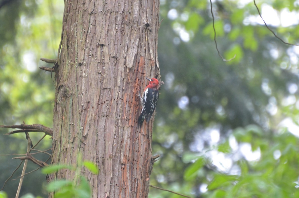 Red-breasted Sapsucker - Ben Roberts