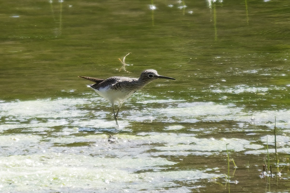 Solitary Sandpiper - Dina Perry