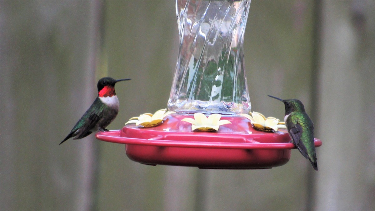 Ruby-throated Hummingbird - Judy Behrens