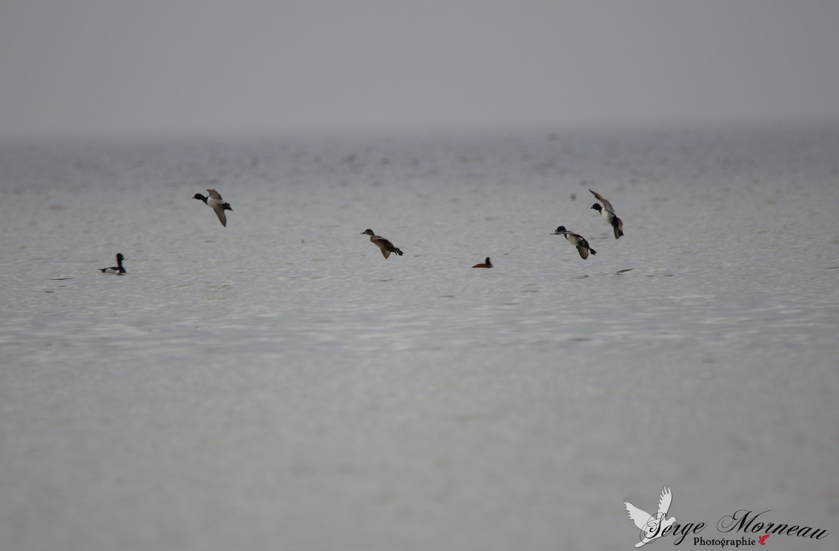 eBird Québec Checklist 28 Apr 2018 BaieduFebvre (station d
