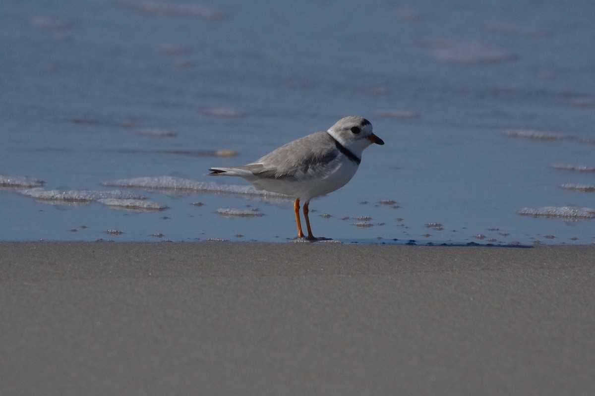 Piping Plover - Brad Sale