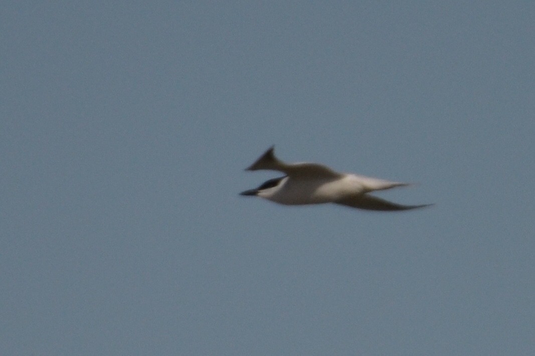 Gull-billed Tern - Brad Sale