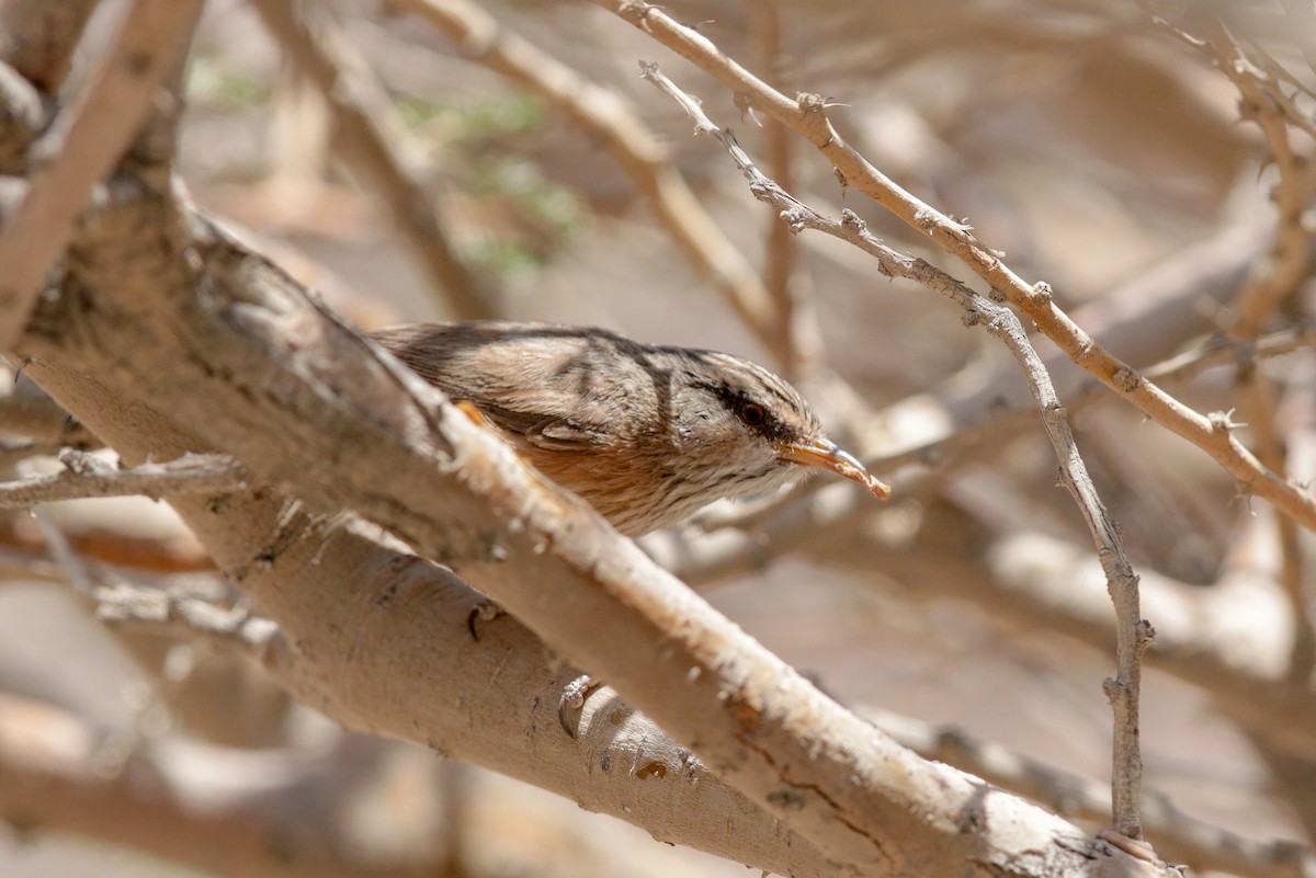 Scrub Warbler (Eastern) - ML96937361