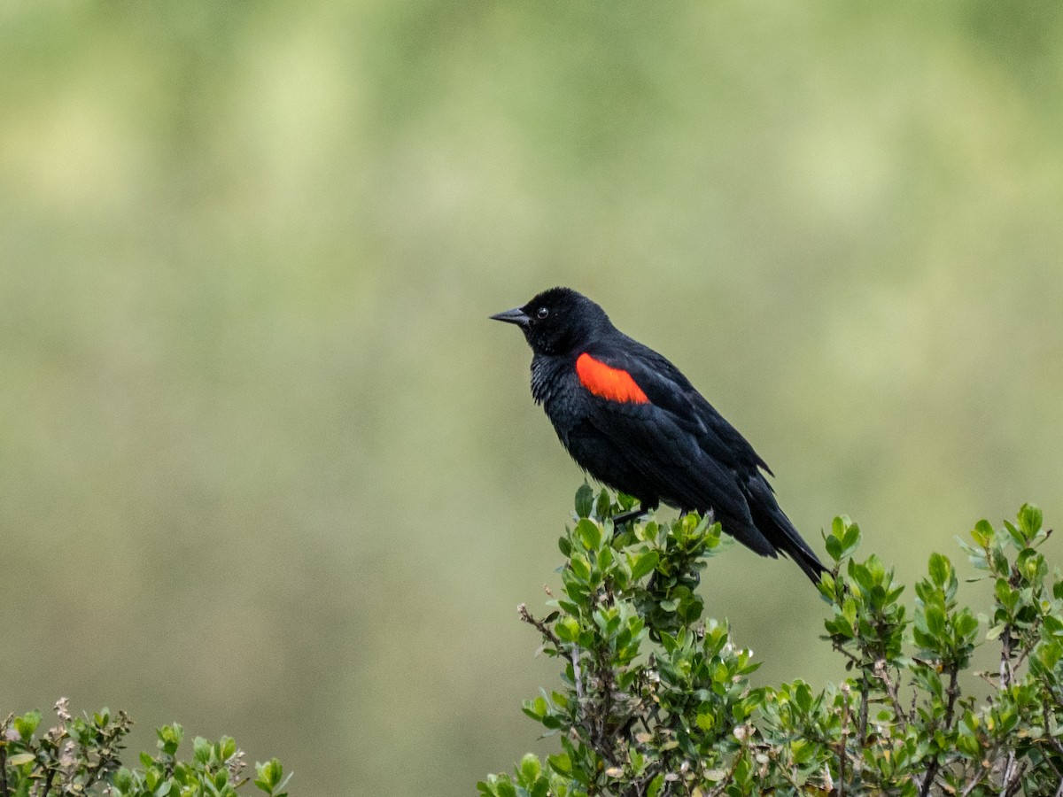 Red-winged Blackbird - ML96937571