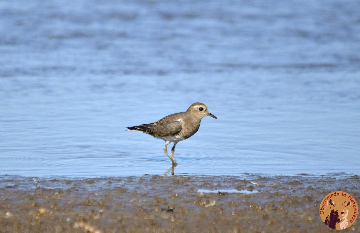 Rufous-chested Dotterel - Nahuel Melisa Aguirre Gago