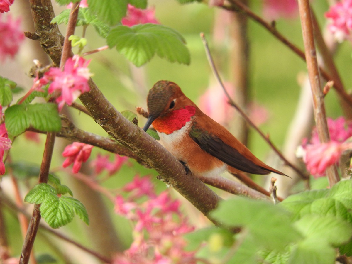 Rufous Hummingbird - David Rymal