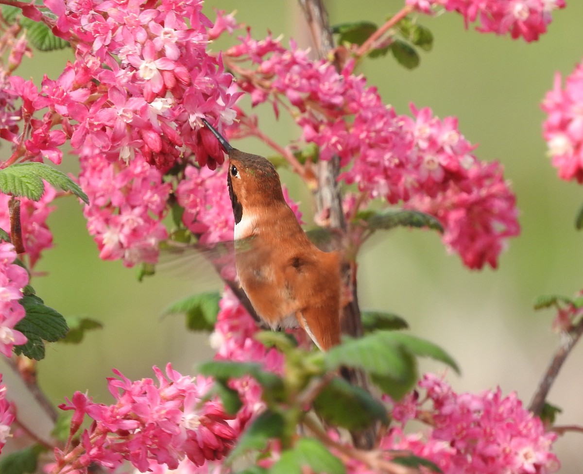 Rufous Hummingbird - ML96942171