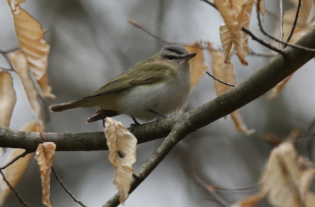 Red-eyed Vireo - Ron Sempier
