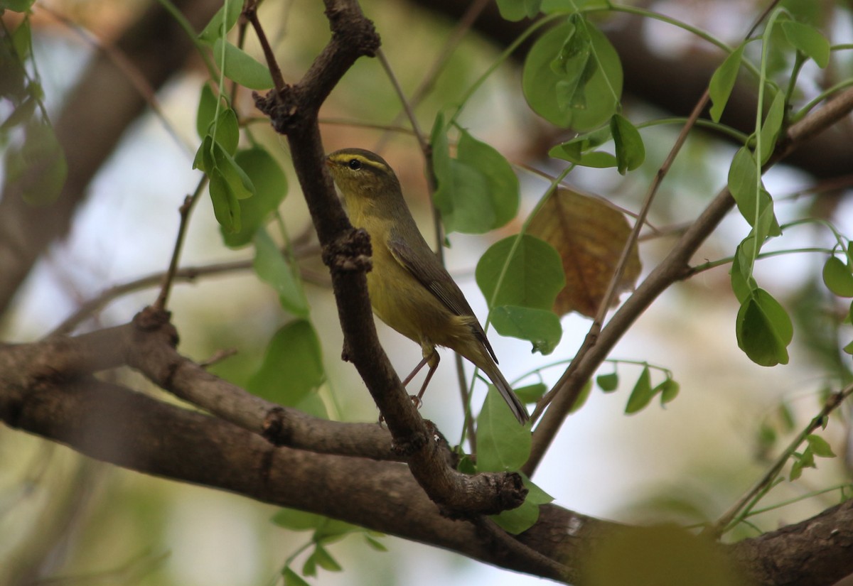 Tickell's Leaf Warbler (Tickell's) - Kishore Raj D