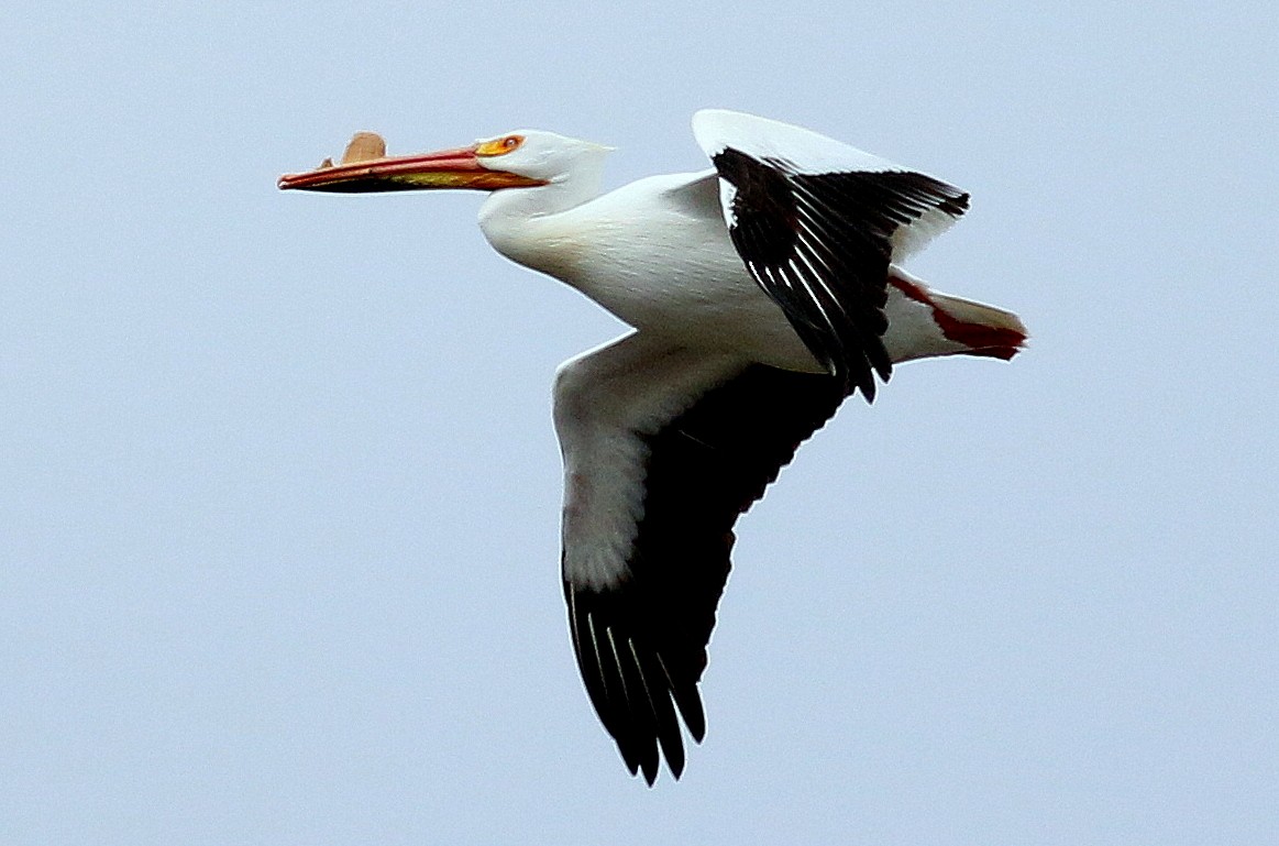 American White Pelican - Sandra Minotti