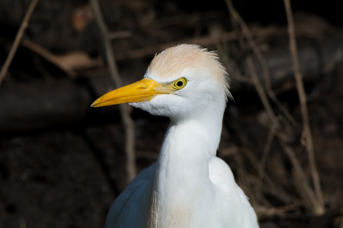 Western Cattle Egret - Collin Stempien