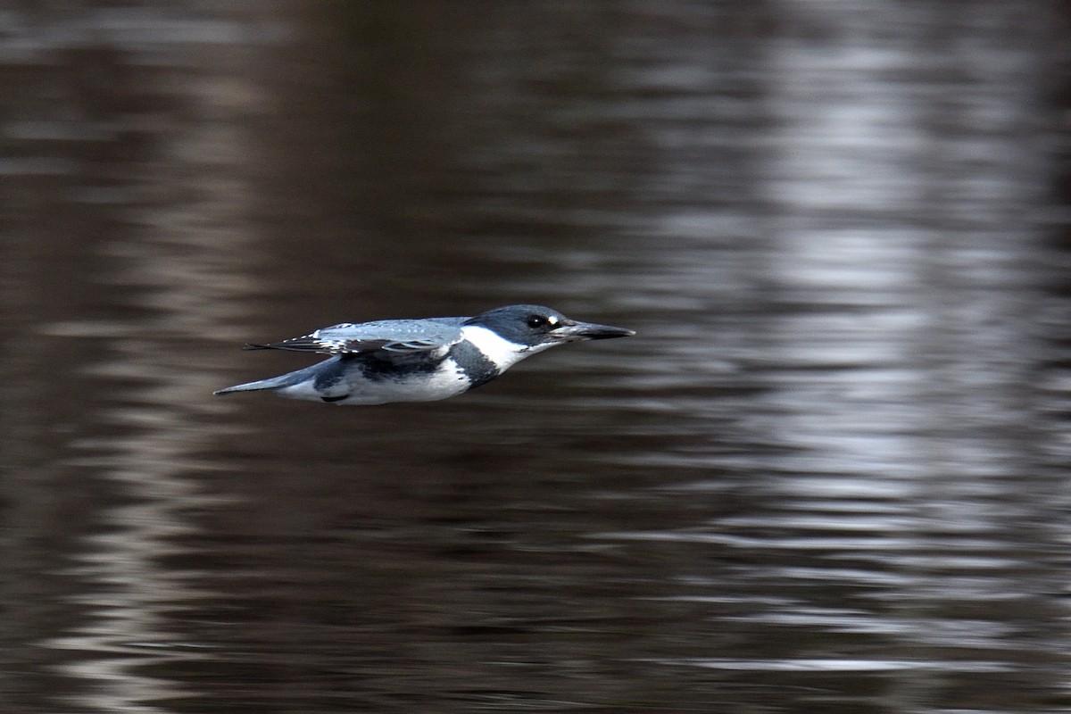 Belted Kingfisher - Yves Darveau