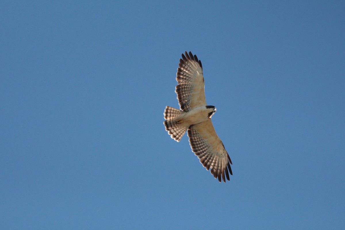 Short-tailed Hawk - Robert Holland