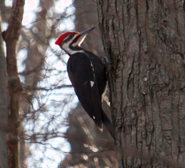 Pileated Woodpecker - ML96954131