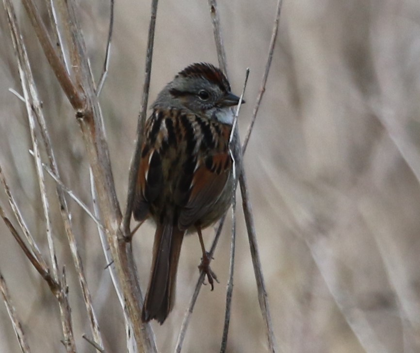 Swamp Sparrow - maggie peretto