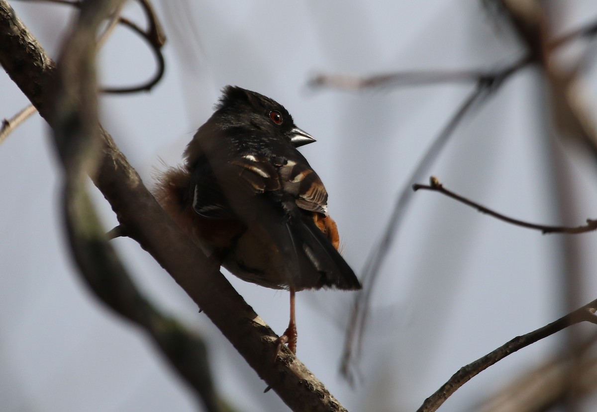 Eastern Towhee - maggie peretto
