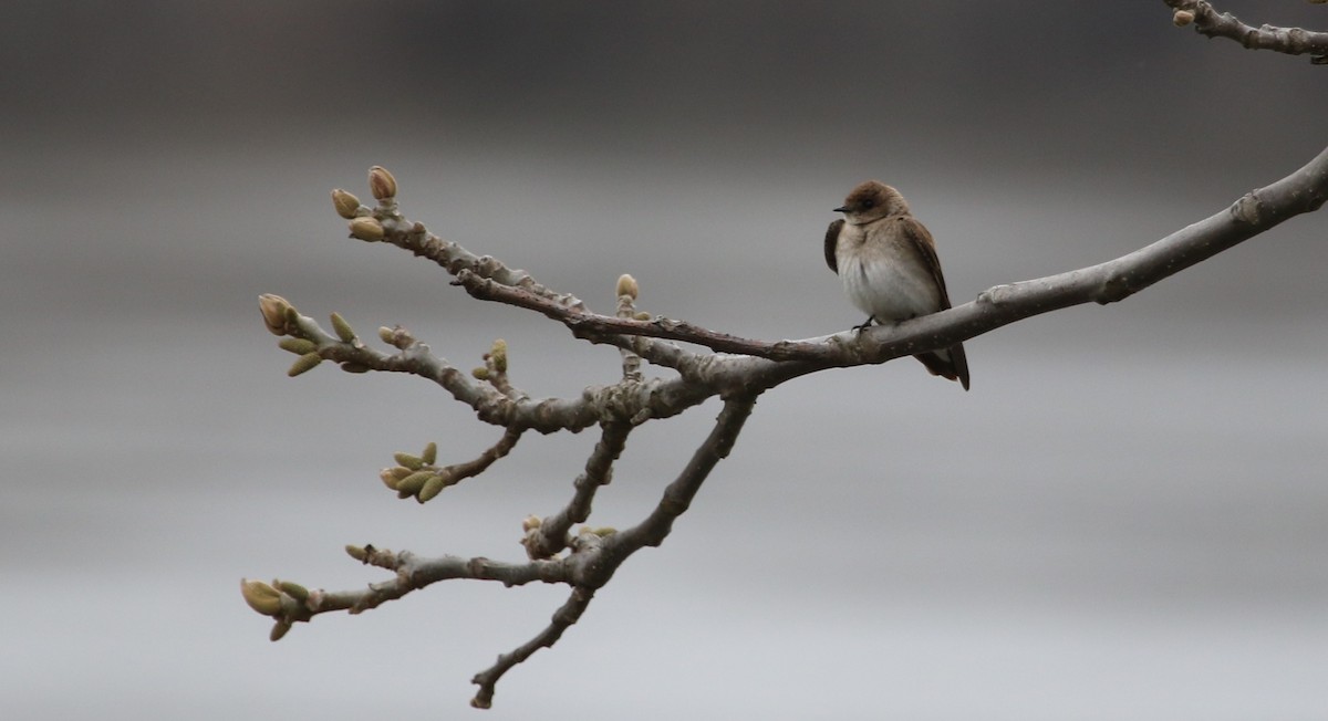 Northern Rough-winged Swallow - ML96955941