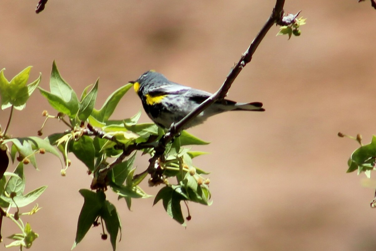 Yellow-rumped Warbler (Audubon's) - Peter & Jane Wolfe