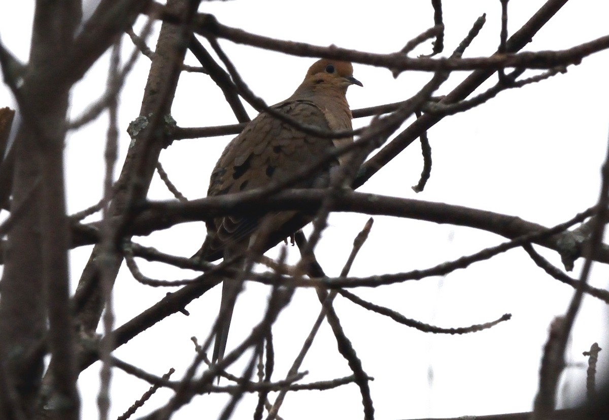 Mourning Dove - Tom Long